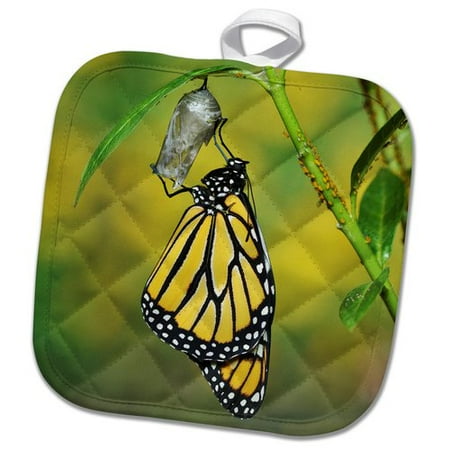 Texas Holdem Nuts - 3dRose Monarch Butterfly Emerging From Chrysalis Hill Country Texas Pot Holder
