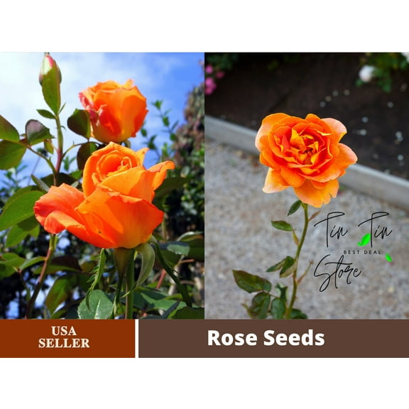 30 Rare seed-Orange Rose Seed Flower-#1091-Authentic Seeds-Flowers-Seeds-Rose seeds-Herb seeds-Vegetable Seeds-Mix Seeds for Plant- B3G1
