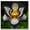 d, variant on Iris - Easy Grow-Garden All Year, Excellent Display, Ideal for Beds Borders, Plant Pots & Planters