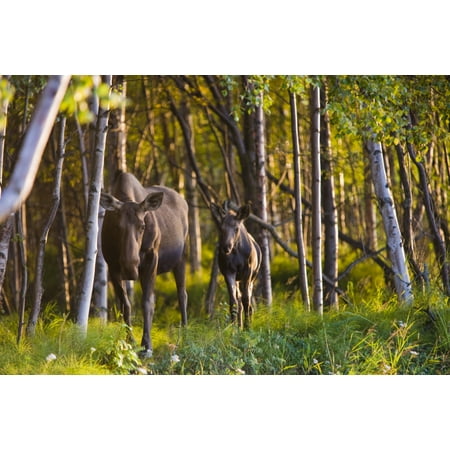 Cow And Calf Moose In Birch Forest Along The Tony Knowles Coastal Trail At Sunset During Summer In Anchorage Southcentral Alaska Canvas Art - Kevin Smith Design Pics (18 x 12)