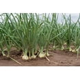 thumbnail image 2 of White Sweet Spanish Onion Seeds, 500 Heirloom Seeds Per Packet, Non GMO Seeds, 2 of 6