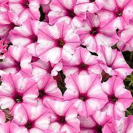 Proven Winners 1.56PT Petunia Sun Annual Assorted Colors with Grower Pot
