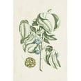 thumbnail image 2 of Vision Studio 17x24 Gold Ornate Wood Framed with Double Matting Museum Art Print Titled - Buchoz Tropicals V, 2 of 4