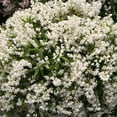 thumbnail image 1 of Deutzia-Yuki-Snowflake - QT Pot (Shrub), 1 of 1