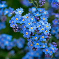 150 Seeds Forget Me Not Seeds for Planting, Delicate Blue Blooms Seeds for Outdoor Garden