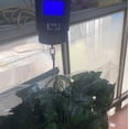 thumbnail image 4 of Guirnalda Lvy de plantas colgantes, 86 hojas, 24 pies, artificial, para el hogar, 4 of 8