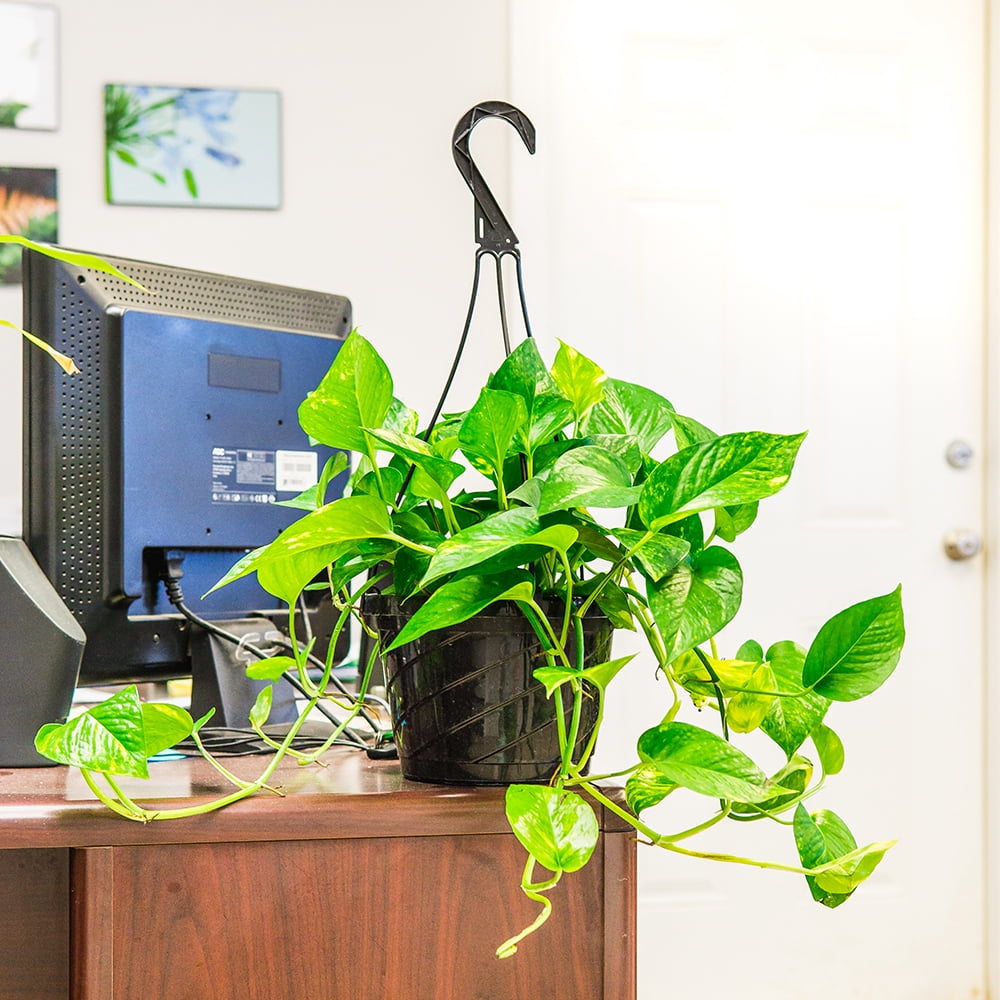 8 Inch Golden Pathos In Hanging Basket -  Trailing Vines - Low Maintenance