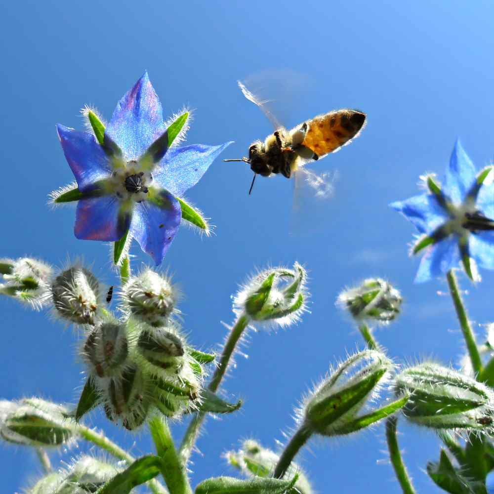 Borage Drought Tolerant Herb Garden Seeds For Xeriscape Landscaping - 1 LB