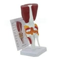 thumbnail image 5 of Human Knee Joint Model with Ligaments Human Knee Anatomy Model Medicals Teaching Tool for Study and Display, 5 of 7