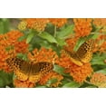 thumbnail image 2 of Butterfly Weed -Asclepias tuberosa- Native Perennial- Live Starter Plant, 2 of 4