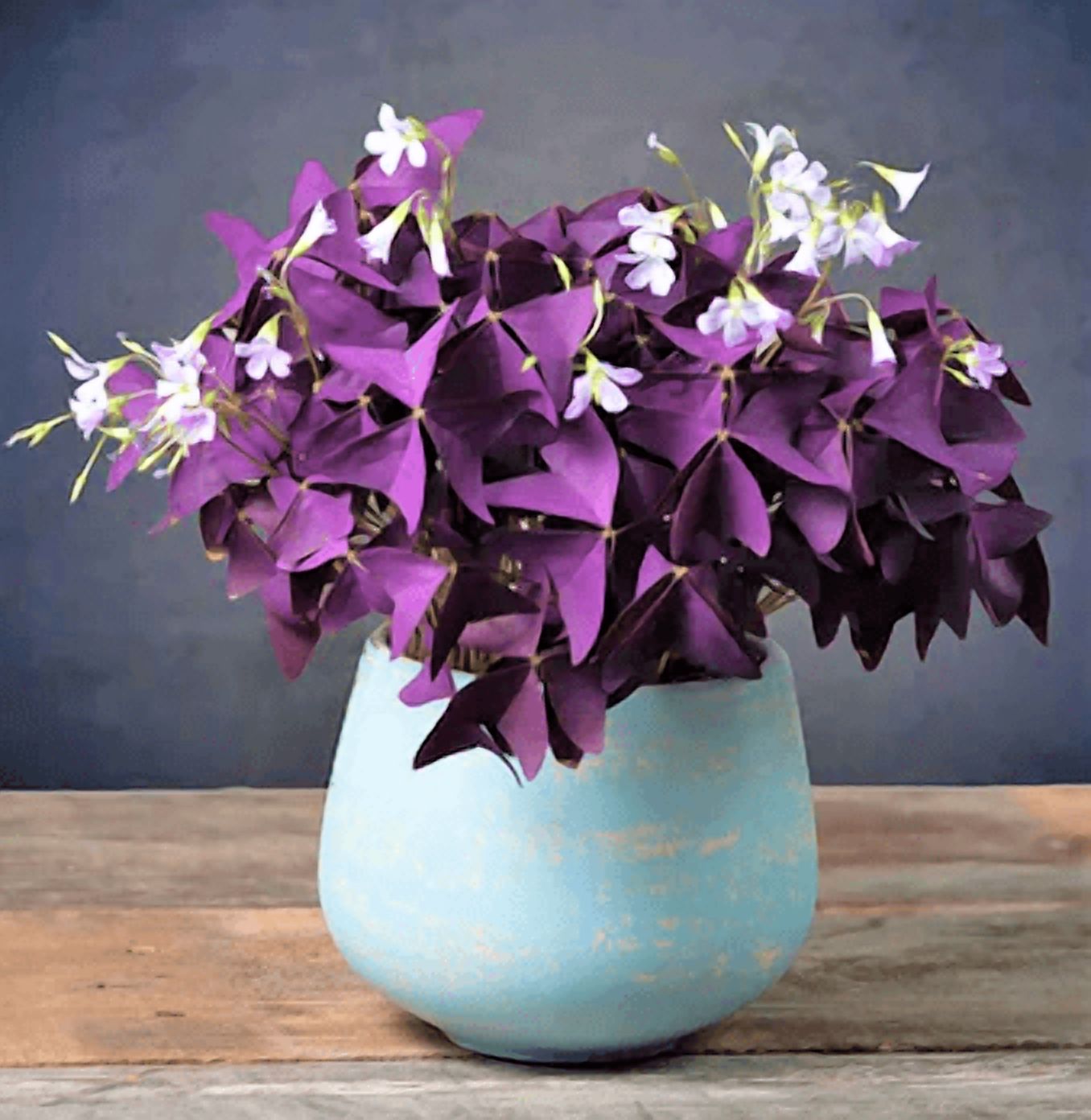 Oxalis Ebony Darker Purple Plant Live for Planting, Purple Shamrock Plant for Indoor Outdoor Garden 4 to 6 Inch Tall