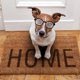 thumbnail image 4 of FENGGUIQU 2Ud Gafas De Fiesta Para Perros Multicolor Y Flexible De Material PP Decorativas, 4 of 7