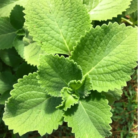 Cuban Oregano Plant Live for Planting, Mexican Mint Plant for Indoor Outdoor 4 to 6 Inch Tall