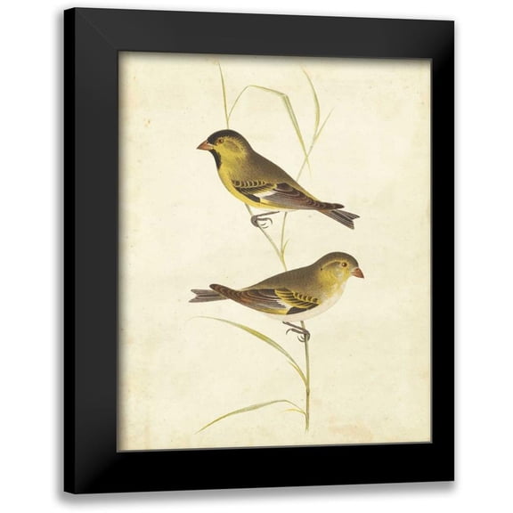 Cassin 12x14 Black Modern Framed Museum Art Print Titled - Goldfinch