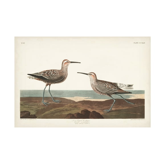 John James Audubon 'Long Legged Sandpiper' Canvas Art