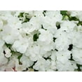 thumbnail image 4 of Seedville 50 Dwarf White Impatiens Flower Seeds, 4 of 7