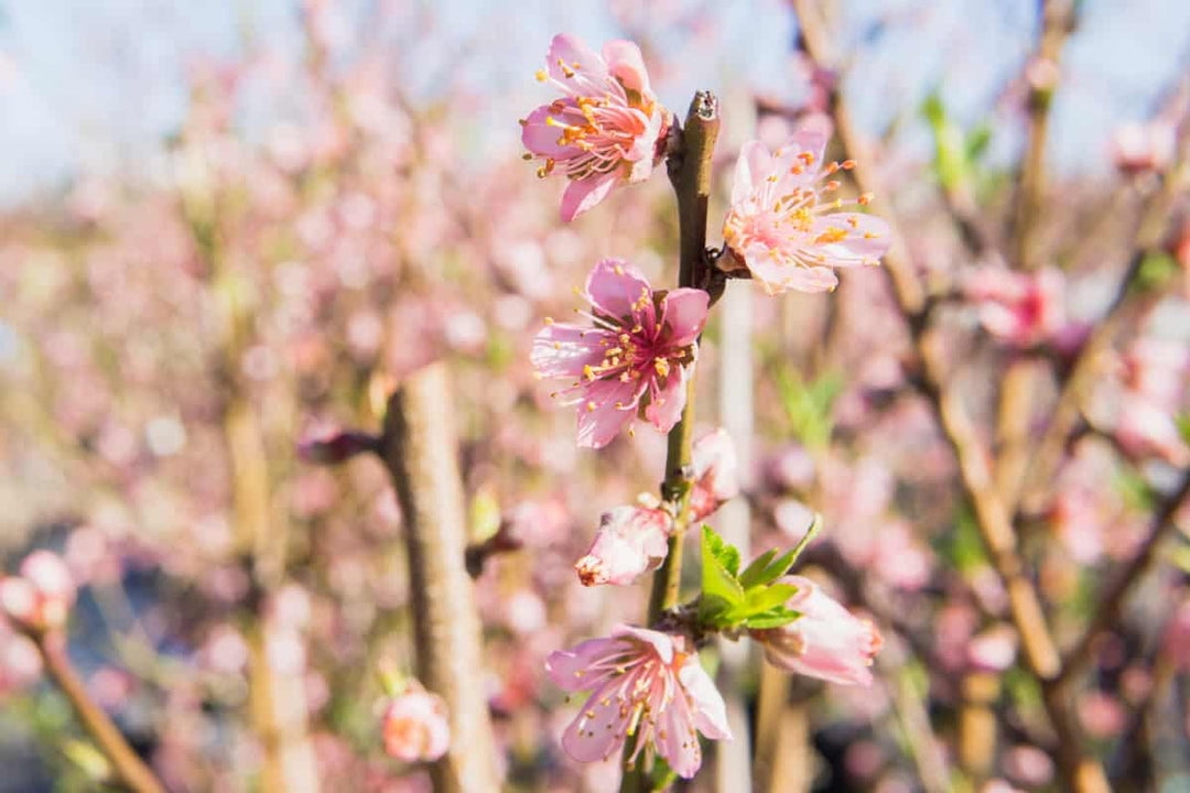 Flordaking Peach 4-5ft Tall, Delicious Fruit Live Plants, Heavy Fruit Producer