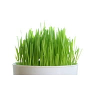 Todd's Seeds - Hard Red Wheatgrass and Cat Grass Sprouting Seeds - 1 LB