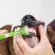 thumbnail image 2 of Cepillo de Dientes para Perros, Cepillo de Dientes para Perros, Cepillo de Dientes de Silicona para Perros y Gatos, Cepillo de Dientes para Perros, Cepillo de Dientes para Mascotas, para Limpieza y, 2 of 5