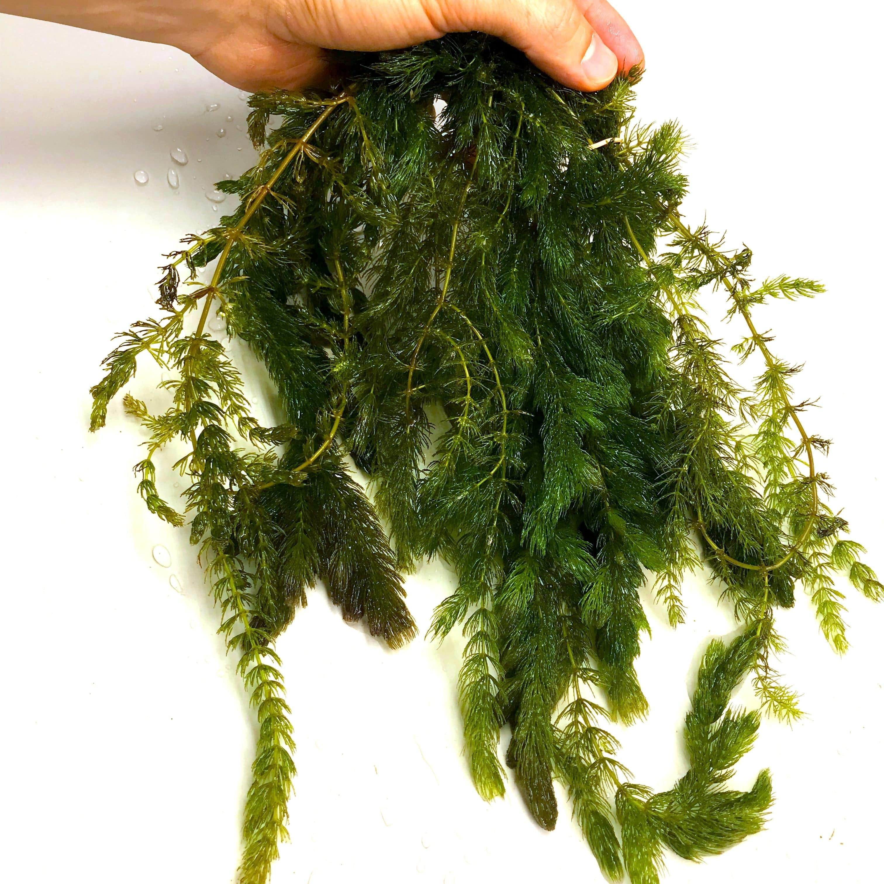 1 Hornwort Bunch - Ceratophyllum Demersum - Beginner Tropical Live Aquarium Plant