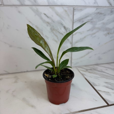 Anthurium Cobra, 4" Plant, The Plant Farm