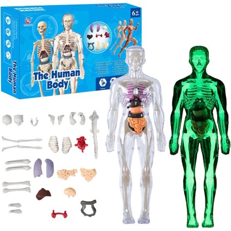 Organizeh Clear Human Body Structure Model - 29-Piece Set, Removable Organs Bones & Transparent, DIY Assembled Human Torso Organ Model, 3D Human Body Skeleton Model for Anatomy (Luminous Set)