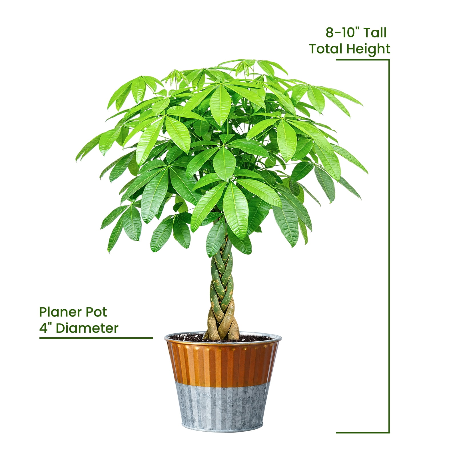 8“-12" Tall Pachira Braided Money Tree, Live Plants Easy to Grow Houseplant, Indoor Bonsai,Gift for Mom