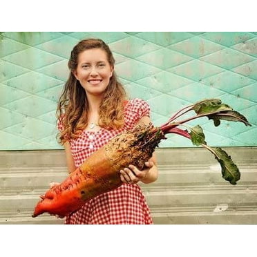 CZ Grain 50 Mammoth Red Mangel Beet Seeds, Big Bodacious Beets