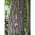 thumbnail image 5 of Adornos de Cara de árbol de anciano SSuperp decoración jardín, 5 of 5