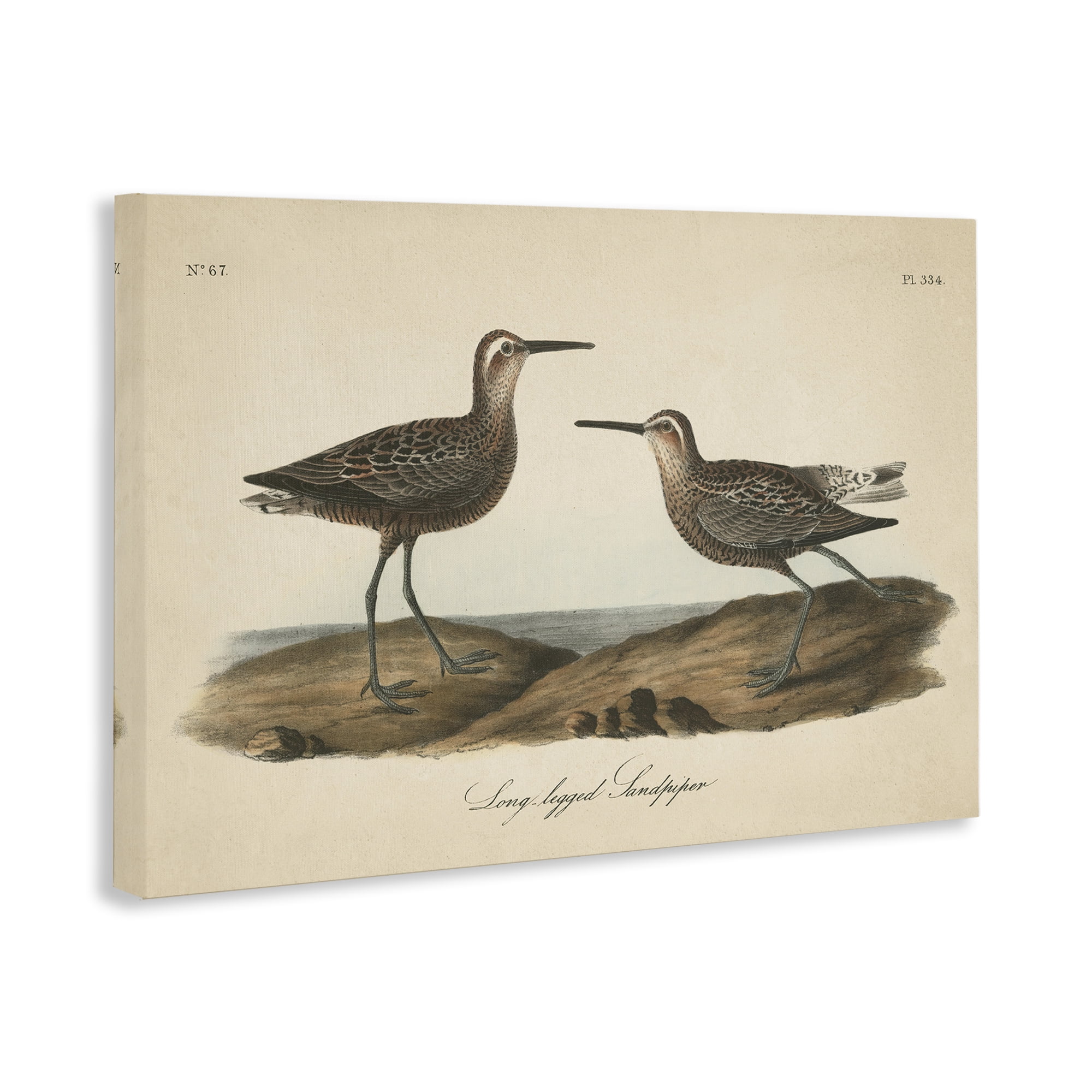 Stupell Industries Long Legged Sandpiper Animals & Insects Painting Gallery Wrapped Canvas Art Print Wall Art, 36 x 24