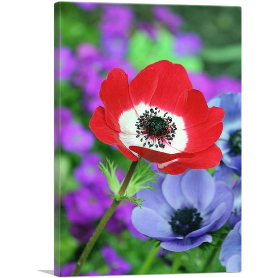 ARTCANVAS Red Anemone in Colorful Garden Canvas Art Print - Size: 26" x 18" (0.75" Deep)
