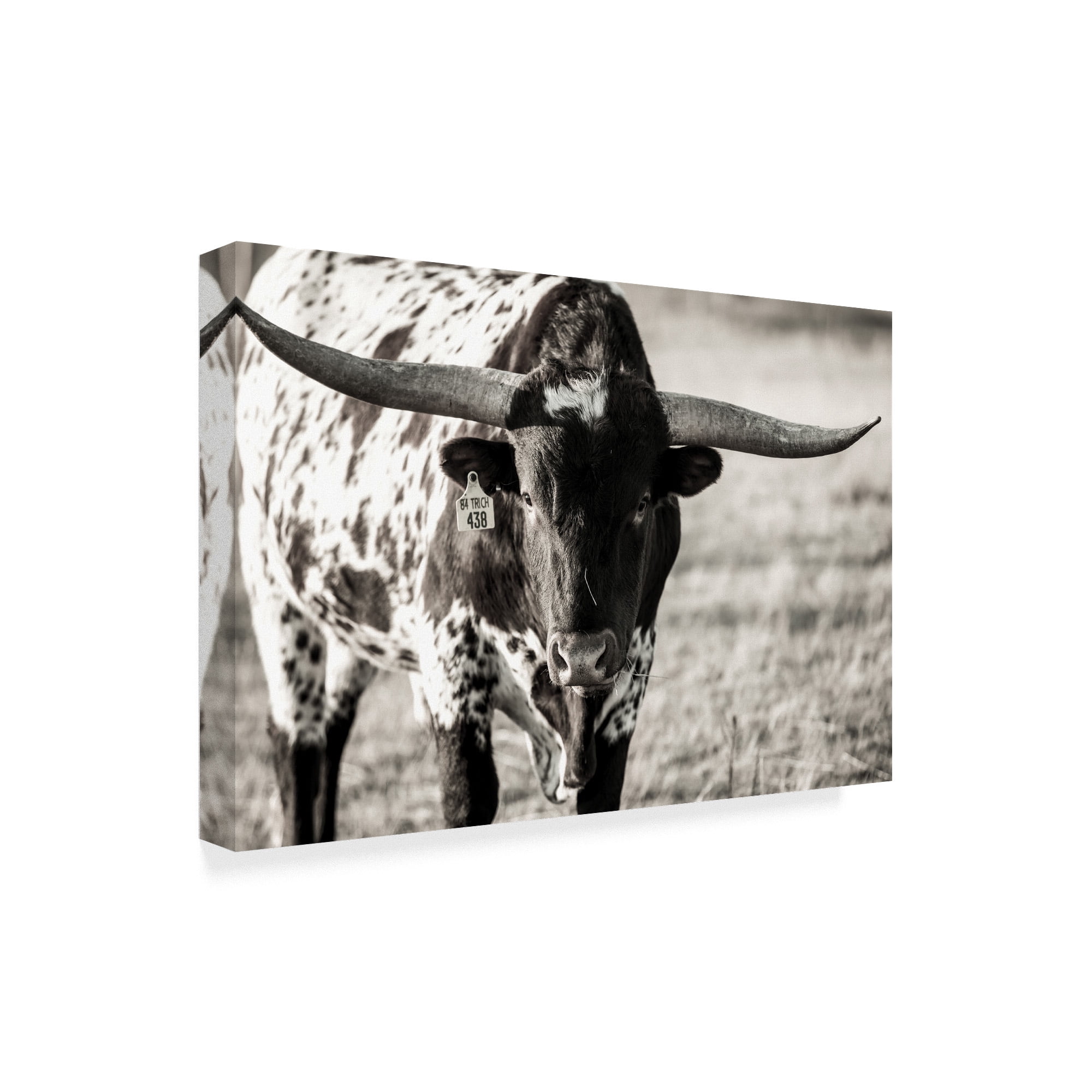 Trademark Fine Art 'Longhorn Portrait Centered' Canvas Art by Tyler Stockton