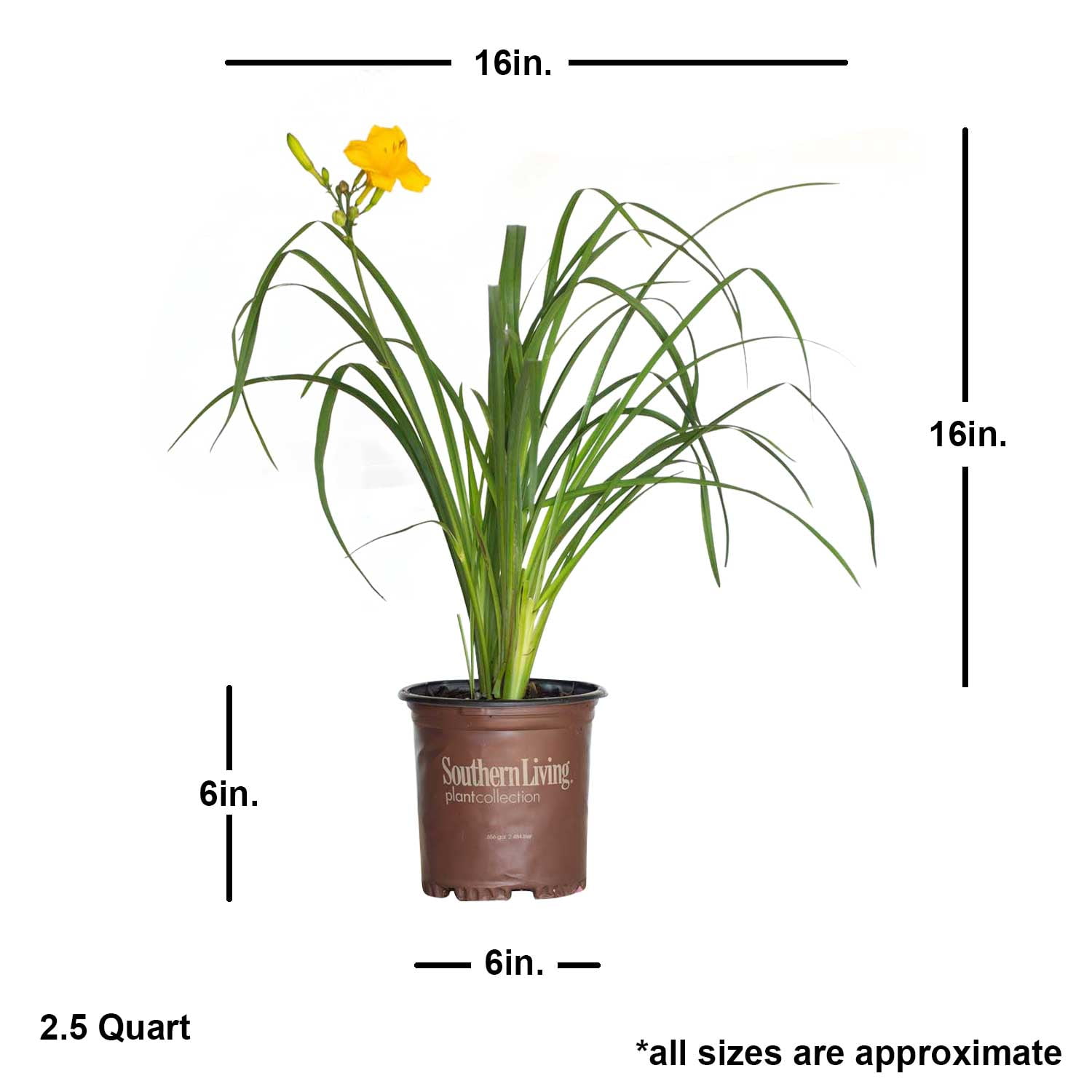Southern Living Evergreen Stella Daylily Live Shrub in 2.5-Quart Grower Pot
