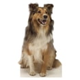 thumbnail image 2 of Advanced Graphics 624 Collie Dog- 36" x 24" Cardboard Standup, 2 of 2