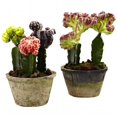 thumbnail image 1 of Jardins de Cactus Colorés - Ensemble de 2, 1 of 1