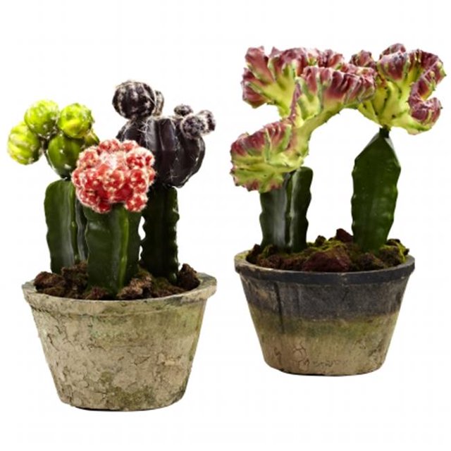 Jardins de Cactus Colorés - Ensemble de 2
