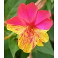 thumbnail image 2 of Toadstool Seeds 25 Magenta Orange Four O'clock Flower Seeds, Fragrant Perennial Garden Bloom, 2 of 6