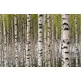 thumbnail image 2 of Birch Trees Wall Decal by Wallmonkeys Peel and Stick Graphic (36 in W x 24 in H) WM109120, 2 of 4