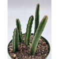 thumbnail image 5 of Stapelia Similis, Similar Stapelia, 4 inch Pot, Black Starfish Flower, Rare Huernia, 5 of 9