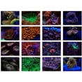 thumbnail image 4 of Filtro de Lente CáMara para TeléFono Inteligente Acuario Kit 4 en 1 Naranja Amarillo FotografíA Arrecifes Coral, 4 of 5