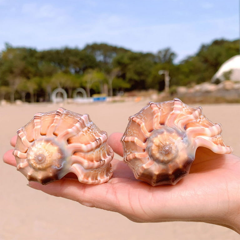 Rare Ocean Shells. Magnificent Beach Shells. Décor for Home, Boat,  Aquariums and More. Natural Beauty From the Sea. Florida Seashells. 