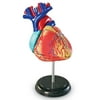 Learning Resources® Heart Anatomy Model, Anatomy for Kids, STEM kits, Educational Science Toys, Boys Girls Ages 8 9 10+