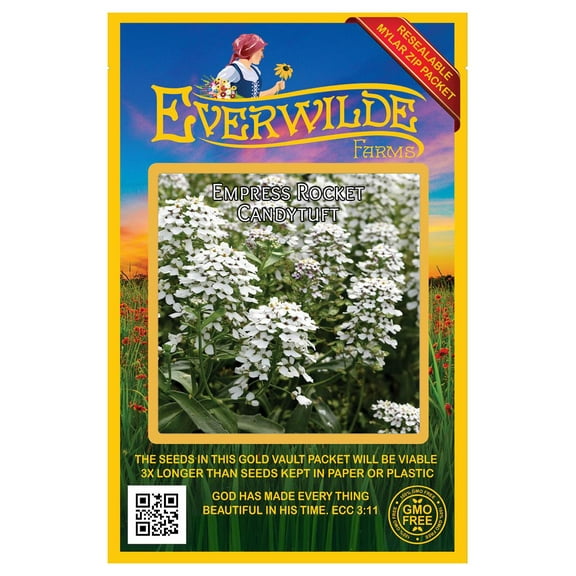 Everwilde Farms - 500 Empress Rocket Candytuft Garden Flower Seeds - Gold Vault Jumbo Bulk Seed Packet