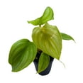 thumbnail image 3 of Philodedron Pastazanum Silver, Silver Sword Philodedron, Velvet Leaf Philo in 2 inch Pot, 3 of 8
