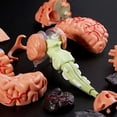 thumbnail image 5 of Flmtop Removable Anatomical Human Internal Brain Model Medical Sculptures Teaching Tool, 5 of 5
