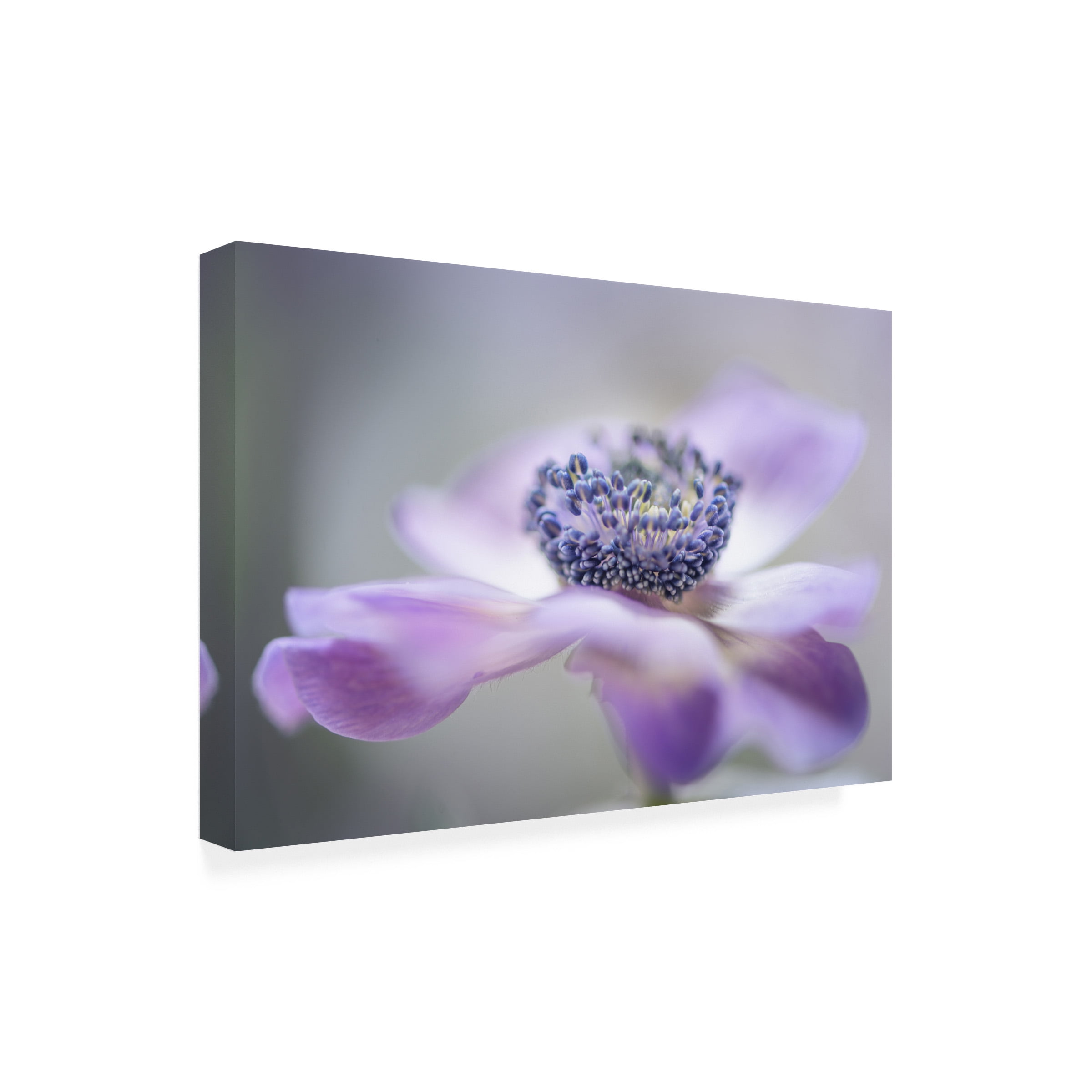 Keren Or 'Purple Flower' Canvas Art