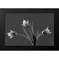 thumbnail image 2 of Frates, Dennis 18x13 Black Modern Framed Museum Art Print Titled - Tulip Trio, 2 of 5