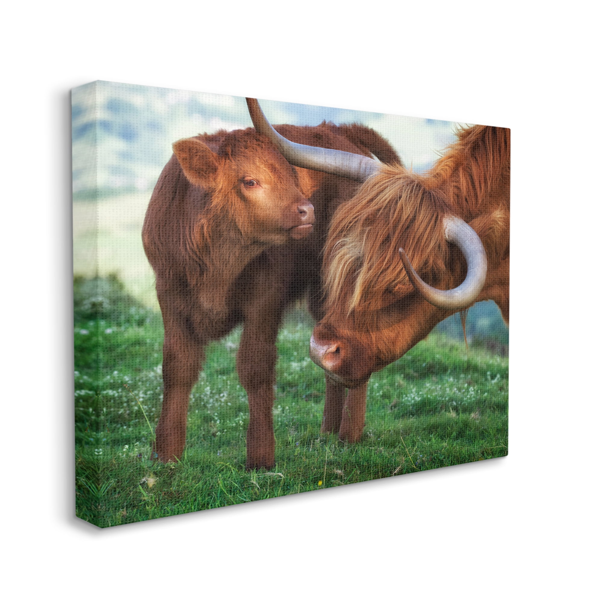 Stupell Industries Loving Longhorn Cattle Nuzzling Calf Heartwarming Animals Photograph Gallery Wrapped Canvas Print Wall Art, Design by James Dobson