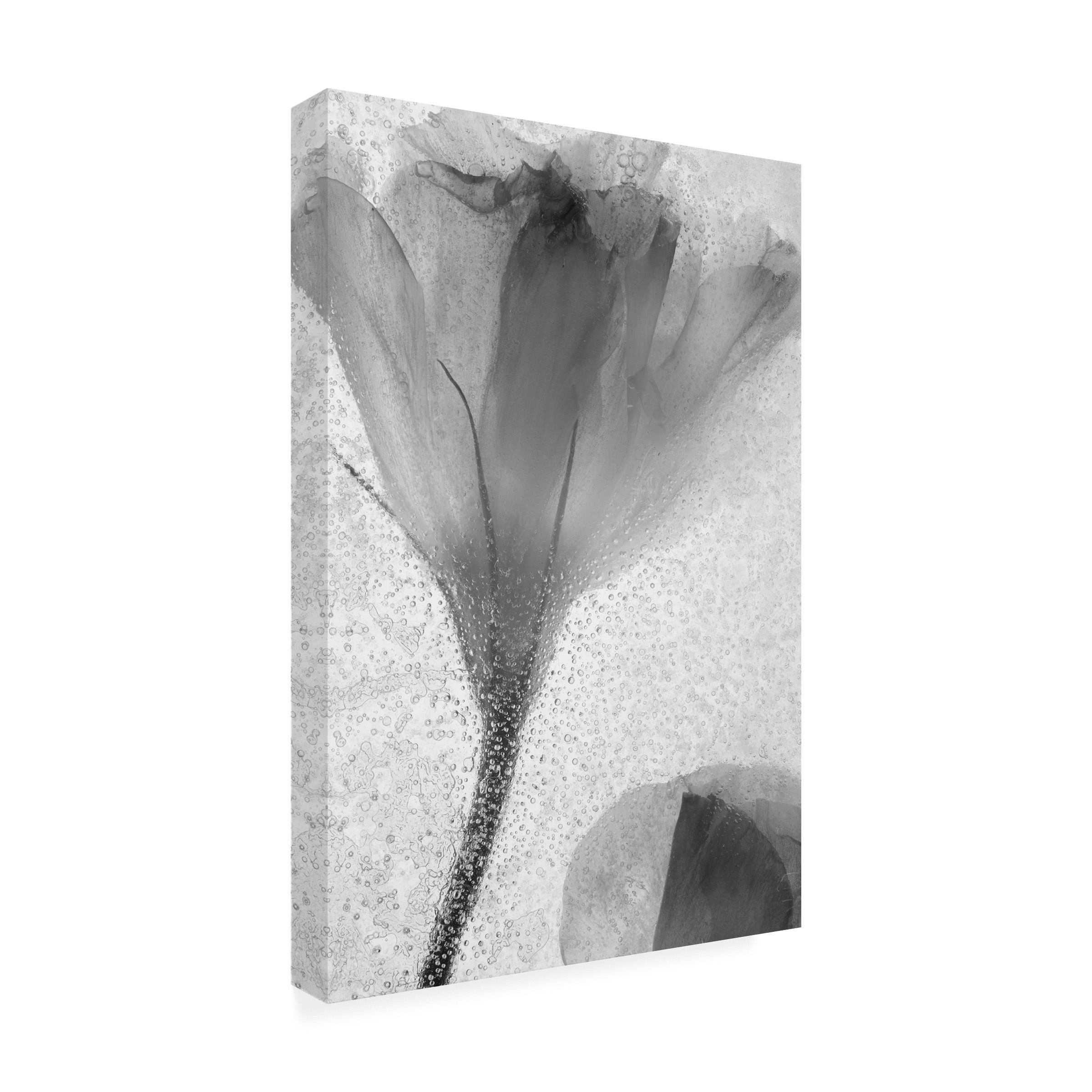 Trademark Fine Art "Flowers on Ice-13" Canvas Art by Moises Levy