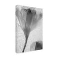 thumbnail image 4 of Trademark Fine Art "Flowers on Ice-13" Canvas Art by Moises Levy, 4 of 4